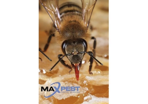 Pest Control Toorak - 2/4