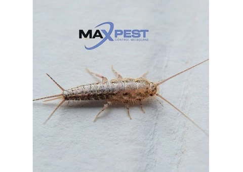 Pest Control Toorak - 3/4