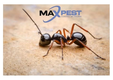 Pest Control Toorak - 4/4