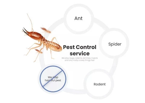 Pest Control Ringwood - 4/7