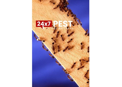 Ants Pest Control Brisbane - 1/4