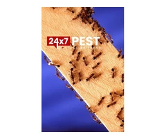 Ants Pest Control Brisbane