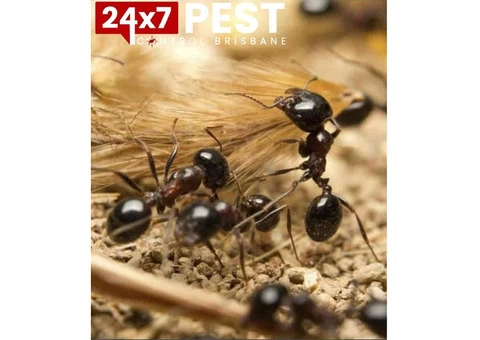 Ants Pest Control Brisbane - 2/4
