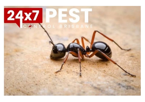 Ants Pest Control Brisbane - 3/4