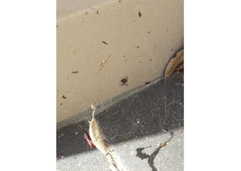 Tired Of Spiders And Cobwebs Everywhere?