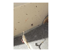 Tired Of Spiders And Cobwebs Everywhere?