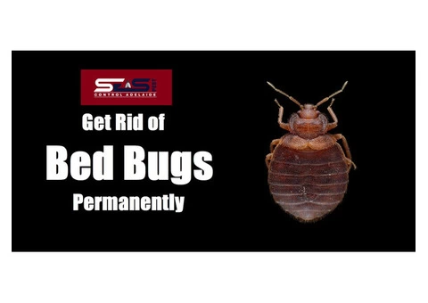 Bed Bug Control Adelaide - 2/4