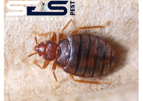 Bed Bug Control Adelaide - 3/4