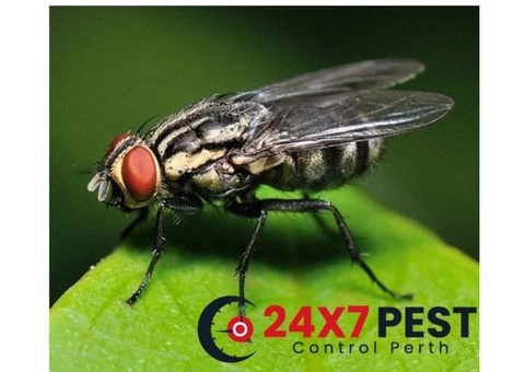 Flies Pest Control Perth - 3/3