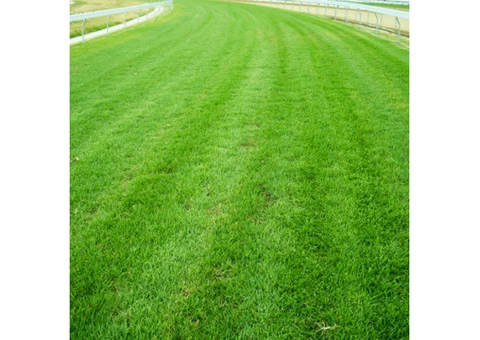 Experience Lush Green Lawn with High Quality Matilda Turf - 6/8