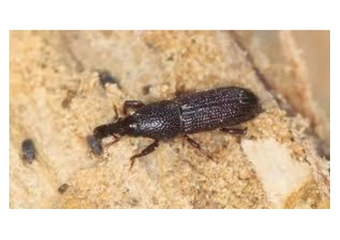 Local Borer Control Melbourne - 1/4