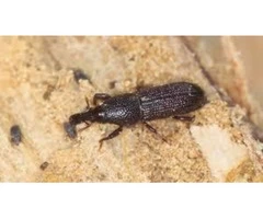 Local Borer Control Melbourne
