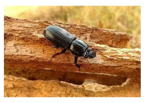 Local Borer Control Melbourne - 2/4
