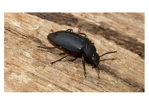 Local Borer Control Melbourne - 3/4