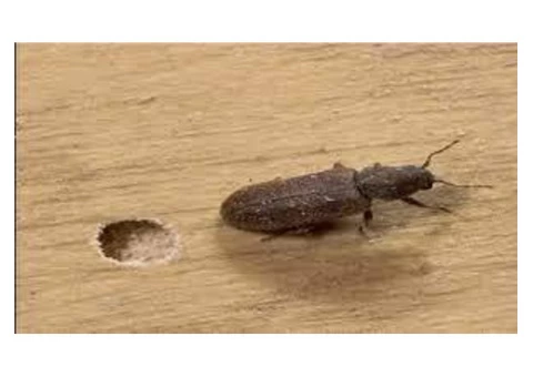 Local Borer Control Melbourne - 4/4