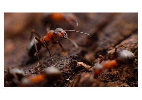 Massey Pest Control Melbourne - 3/3