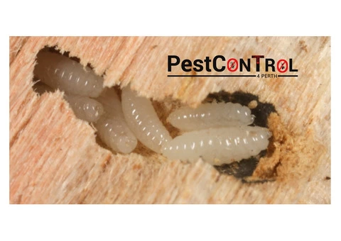 Borer Control Perth - 1/4
