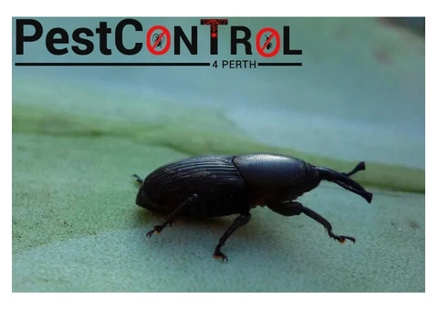 Borer Control Perth - 2/4