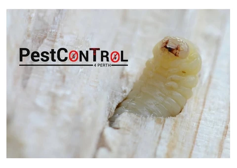 Borer Control Perth - 3/4