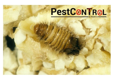 Beetle Control Perth - 1/5