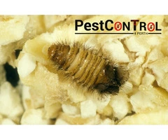 Beetle Control Perth