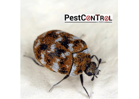 Beetle Control Perth - 3/5