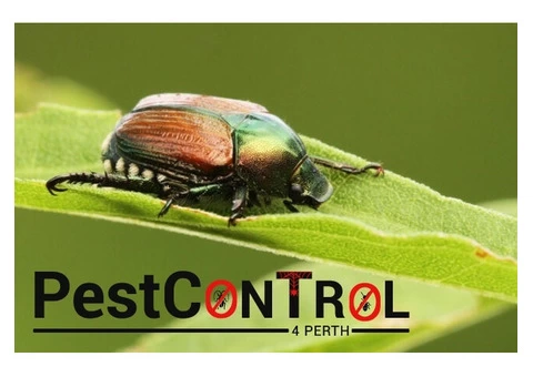 Beetle Control Perth - 4/5