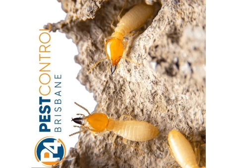Termite Control Brisbane - 2/5