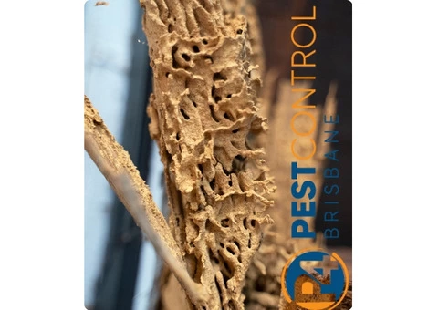 Termite Control Brisbane - 3/5