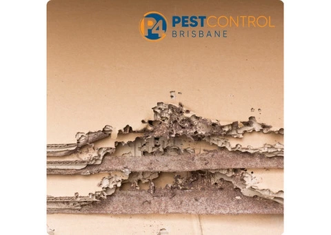 Termite Control Brisbane - 4/5