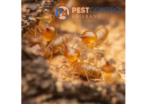 Termite Control Brisbane - 5/5