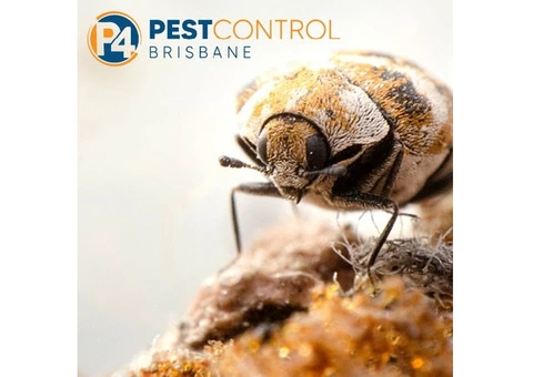 Beetle Control Brisbane - 1/5