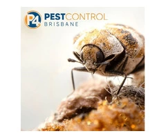 Beetle Control Brisbane
