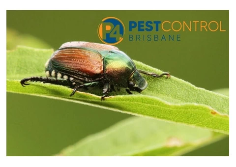 Beetle Control Brisbane - 2/5