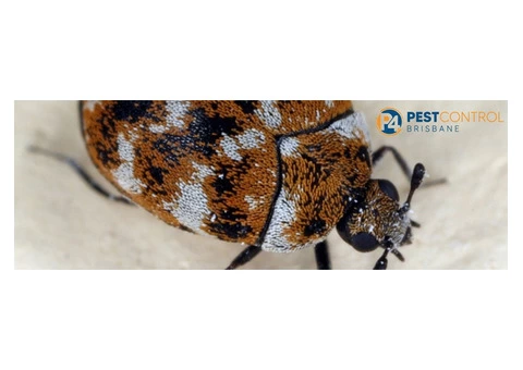 Beetle Control Brisbane - 3/5