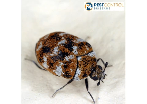 Beetle Control Brisbane - 4/5