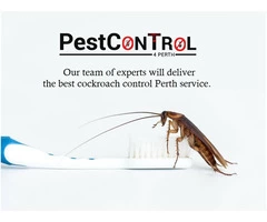 Cockroach Control Perth