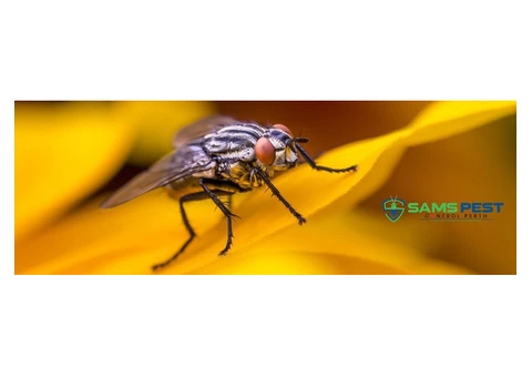 Flies Control Perth - 1/4