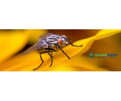Flies Control Perth
