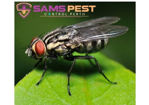 Flies Control Perth - 3/4