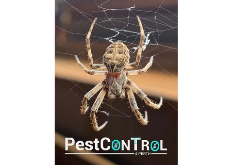 Spider Control Perth - 1/7