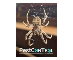 Spider Control Perth