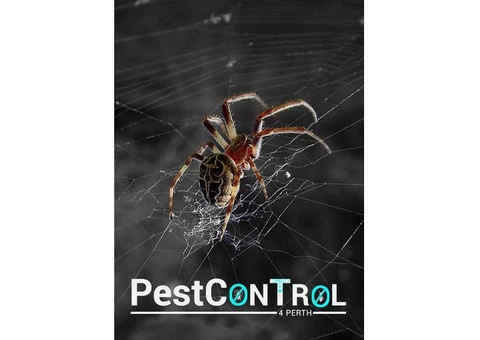 Spider Control Perth - 3/7