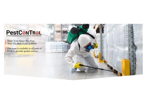 Spider Control Perth - 4/7