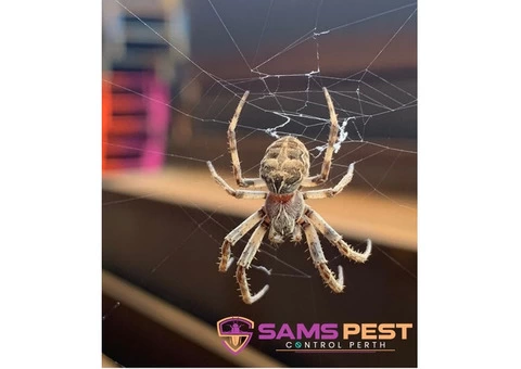 Spider Control Perth - 2/4