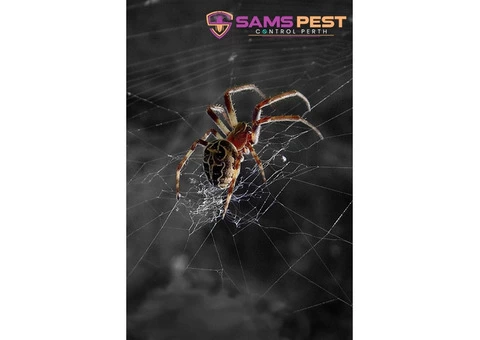 Spider Control Perth - 3/4