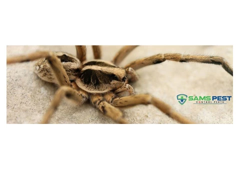 Spider Control Perth - 4/4