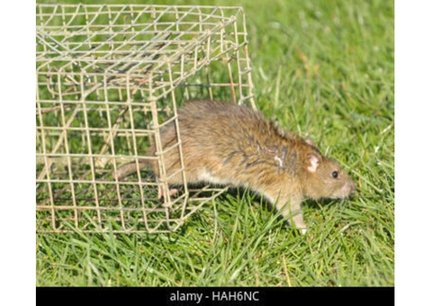 Rodent Control Perth - 2/4