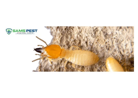 Termite Control Perth - 3/5