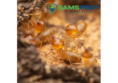 Termite Control Perth - 4/5
